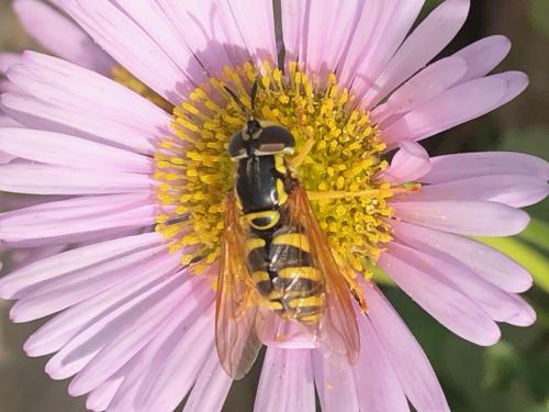 Chrysotoxum elegans